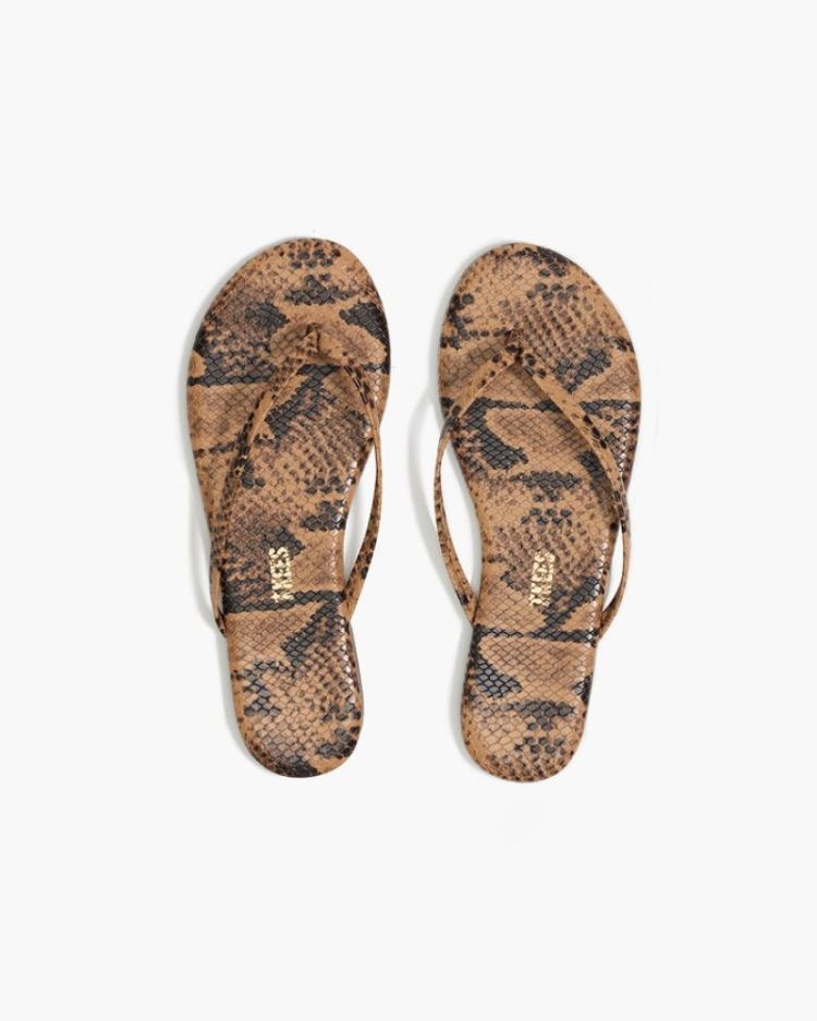 Studio Exotic - Coco Snake